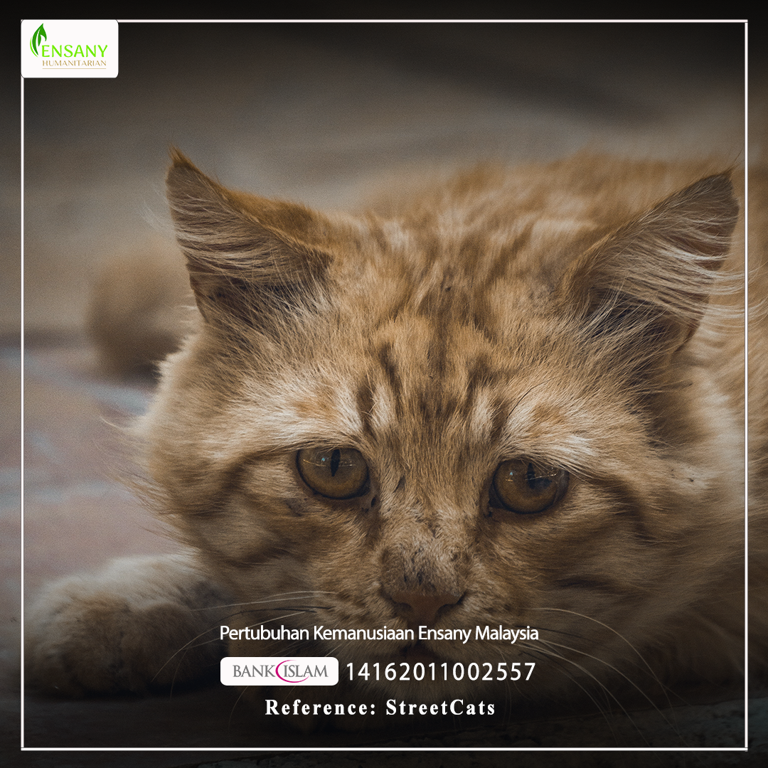 ENSANY CARE: JOM SELAMATKAN KUCING JALANAN !