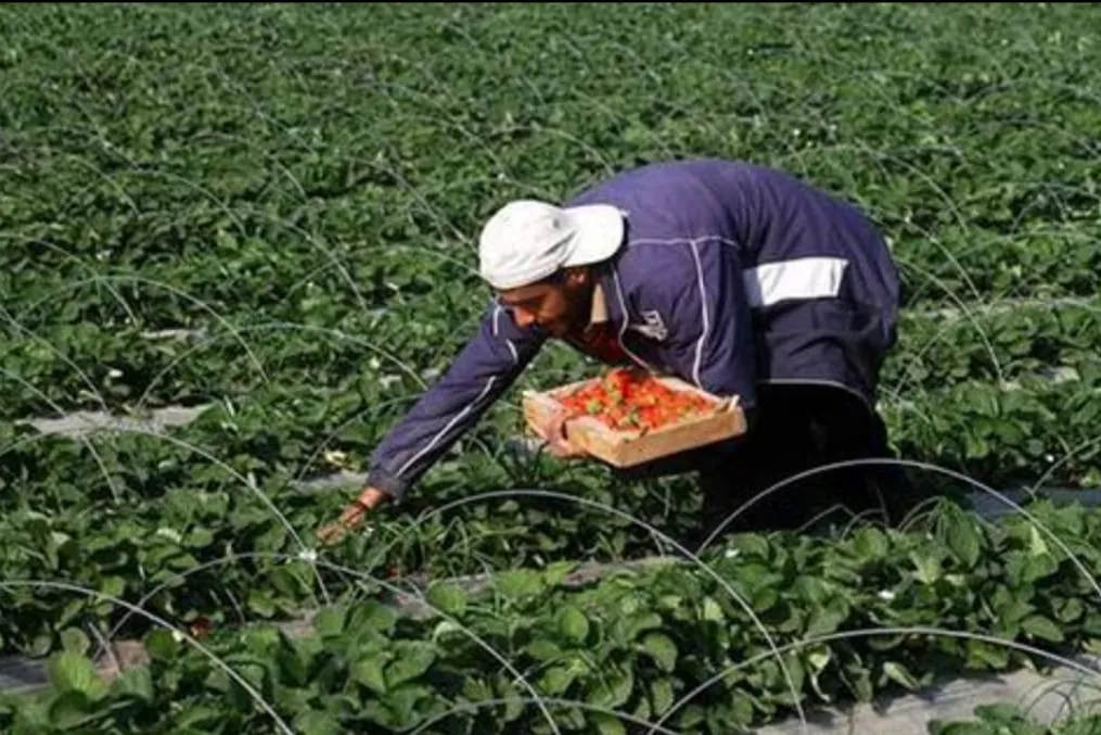 The impact of Israeli bombardment on the agricultural sector in Gaza